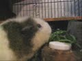 Fatso the Hungry Pig Fatso the Hungry Pig