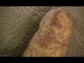 Potato Buddy Potato Buddy