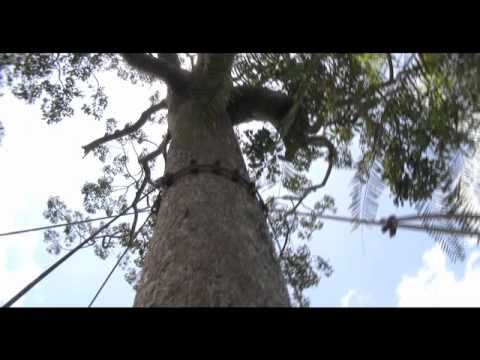 Flight of the Gibbon