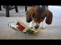 Samwise opens Christmas present