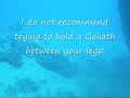 Goliath Grouper with Spear in Mouth