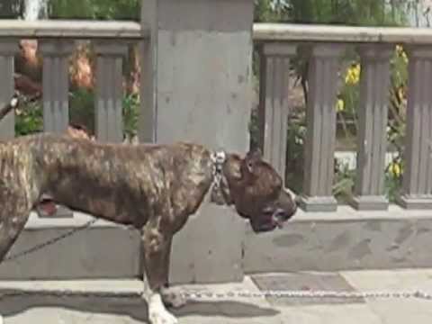 canary island dog