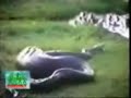 snake-eats-a-hippo.html