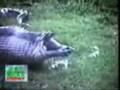 Snake-Eats-A-Hippo