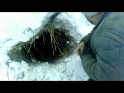 ловушка на вьюна видео ловушка на вьюна видео