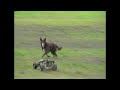 Dog VS HPI Baja 5B... RC