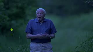 <h5>SVĚTÝLKY ZEMĚ I DAVID ATTENBOROUGH’S LIGHT ON EARTH </h5>