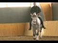 videos de Orgulloso, caballo de Julio Martin.avi