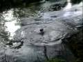 videos de splash.avi