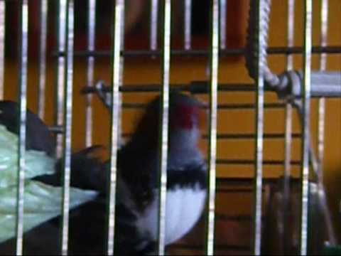how to cure zebra finches