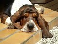 Grussgott the basset 15months