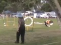 Australian Shepherd Agility