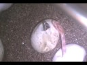 08 Corn Snakes Pipping