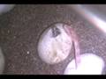 08 Corn Snakes Pipping