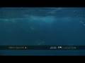 Nothing common about these dolphins