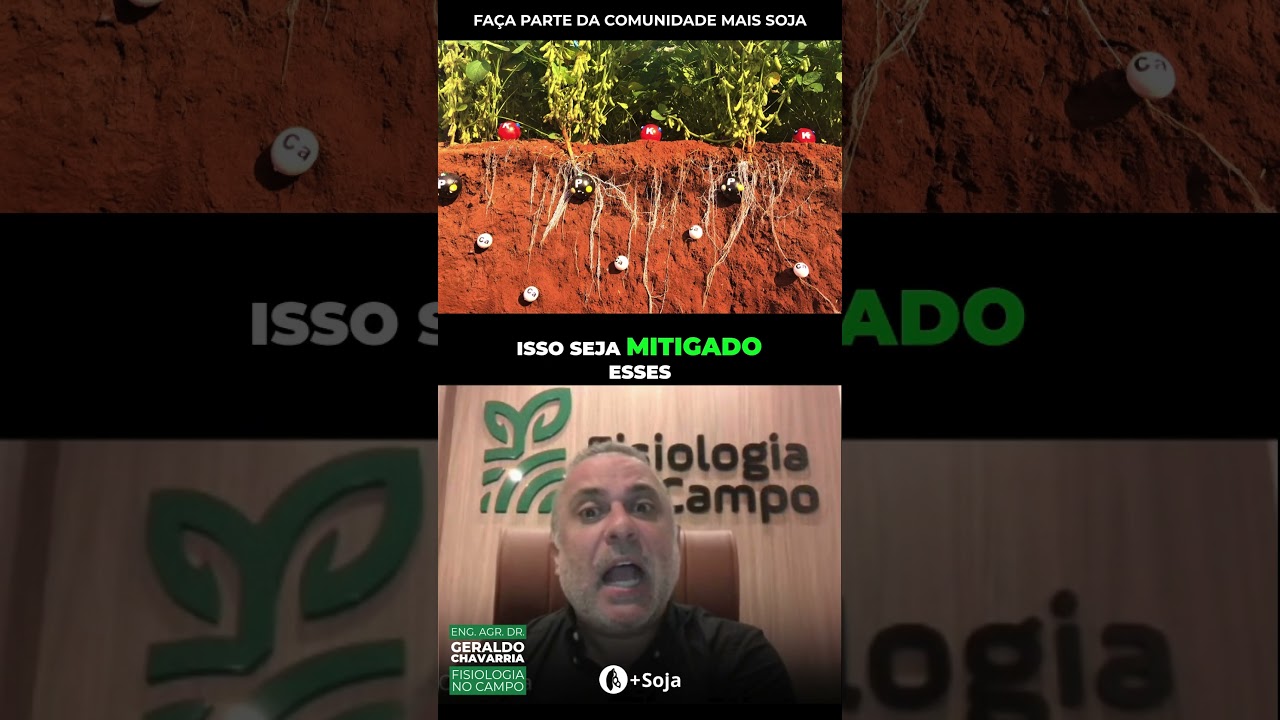 Raíz A Base da Produção de Soja  #agro #mercadoagricola #agricultura