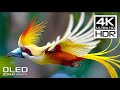 AMAZING 4K HDR 120FPS - DOLBY VISION