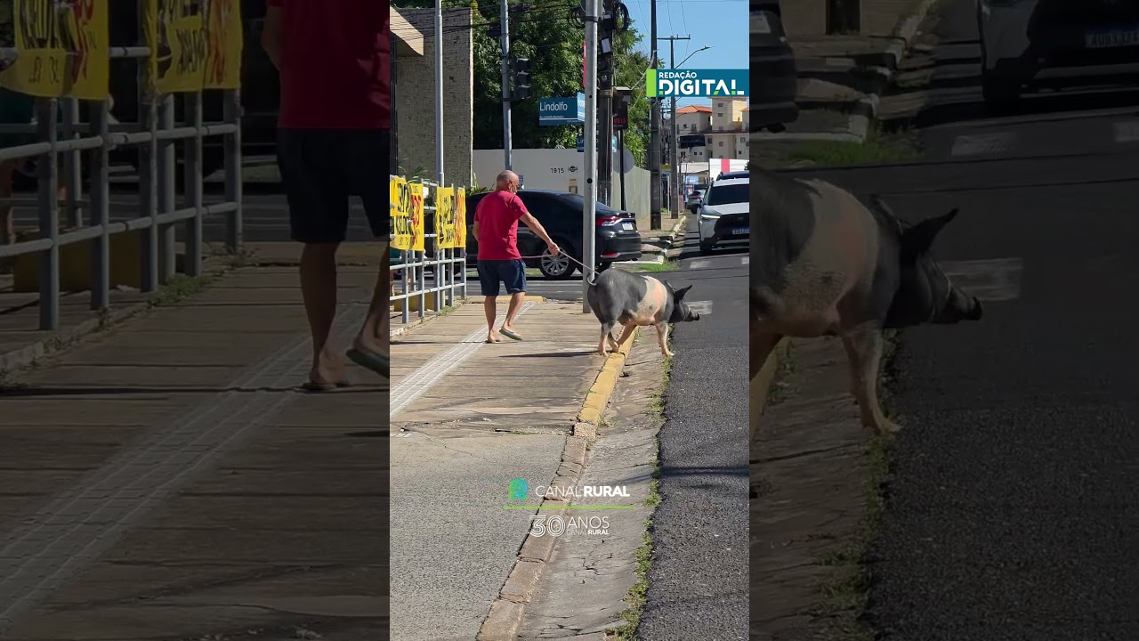 Homem viraliza ao passear com porco na coleira
