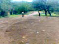 carreras parejeras