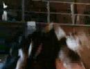  - MovieZen Video