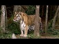 MG2010 South: Big Cat Rescue