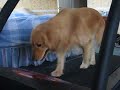 Golden retriever walks on treadmill Golden retriever walks on treadmill