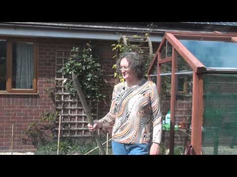 how to transplant blackcurrant bushes