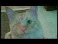 TJ adopts Sweet William kitty