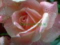 peygamberimizin-mizah-ve-aka-anlay-.html