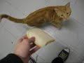 Come Back, Jonny The Cat