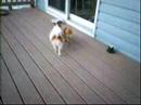 Affenpinscher video