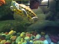 Magellan My Red Eared Slider Magellan My Red Eared Slider