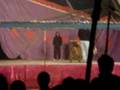 ONG's filman a animales en el Circo Australiano
