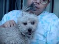 Perro Lilo