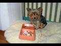 The Great Gazoo - Yorkie