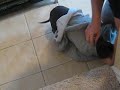 Hunde sind schlau?