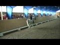 Chocco Dressage MsvB:4 2003 in July 2008 Chocco Dressage MsvB:4 2003 in July 2008