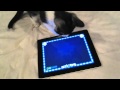 Looks like Apple has a new market: CATS!