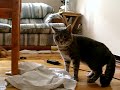 My pet cats fighting My pet cats fighting