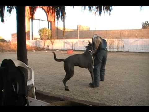 gran danes