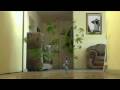 videos de Anticomercial de Mariguana: Pachecoso !!! ENAP