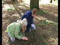 Quadrat survey