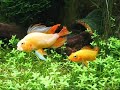 Apistogramma Cacatuoides white Gold e Alevinos