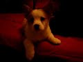 Baby Bear Welsh Corgi 9 Weeks