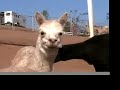 An alpaca delivers a cria