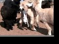 An alpaca delivers a cria