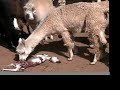 An alpaca delivers a cria