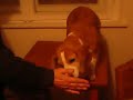Beagle Coffey: Step on stool