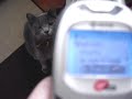 cell phone ring tones cell phone ring tones