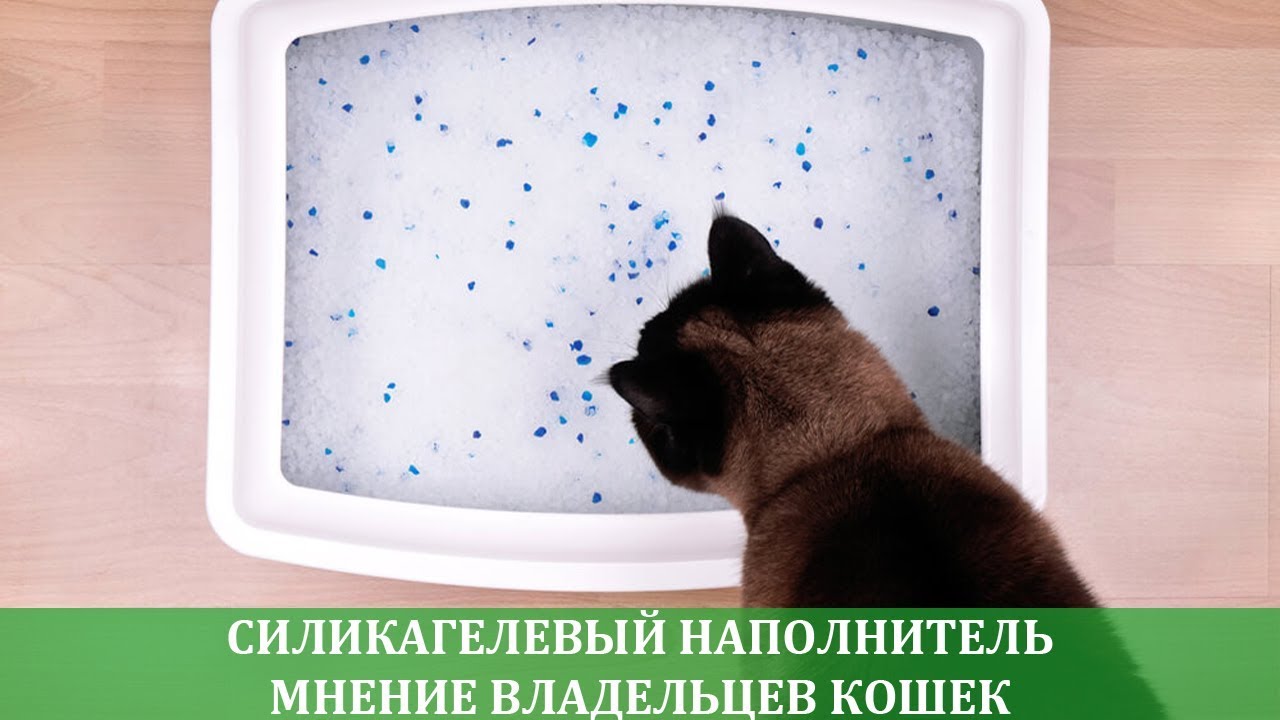 Силикагелевый наполнитель отзывы владельцев кошек